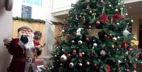 Christmas trees in Sligo
